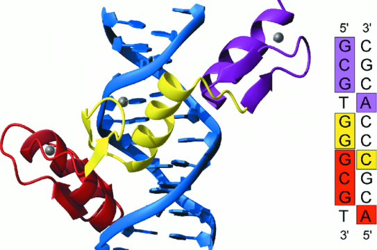 Figure-2-The-Zif268-DNA-complex-7-8-showing-the-three-zinc-fingers-of-Zif268-bound