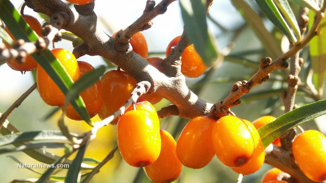 Sea-Buckthorn