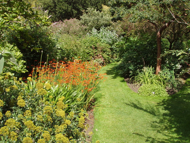 Crocosmia_Aurea_at_Chelsea_Physic_Garden_-_geograph.org.uk_-_1429573