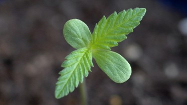 C_sativa_seedling