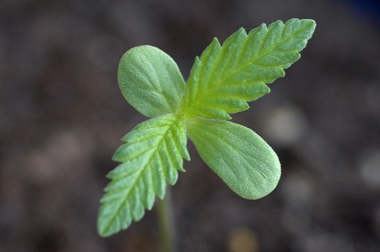C_sativa_seedling