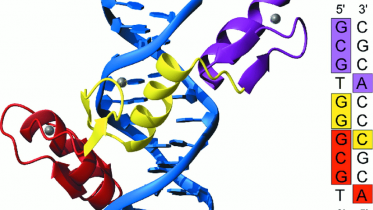 Figure-2-The-Zif268-DNA-complex-7-8-showing-the-three-zinc-fingers-of-Zif268-bound