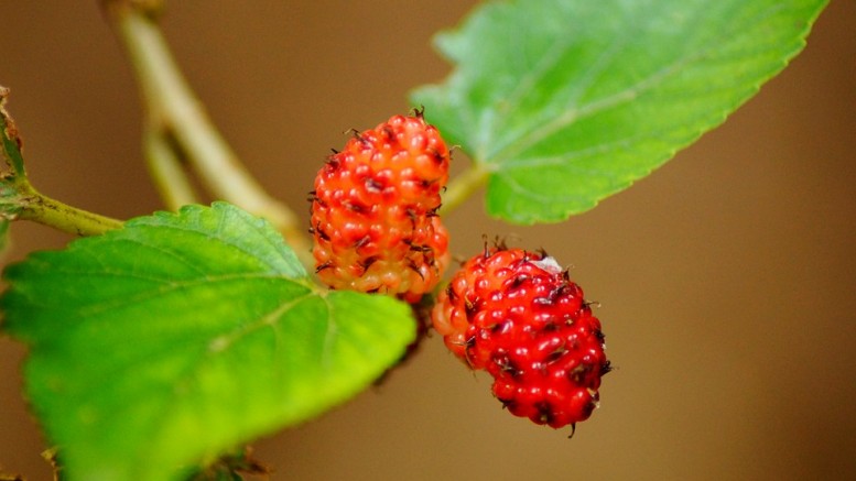 Mulberry compound aids weight loss by activating brown fat