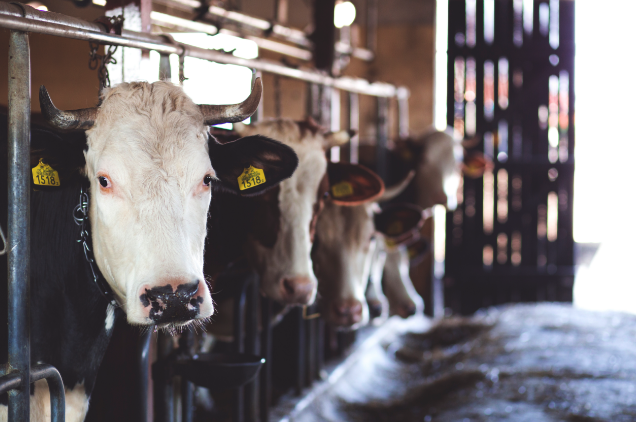 Cows taste the rainbow: Unused candies, like Skittles, get mixed in with other products to be used for cattle feed